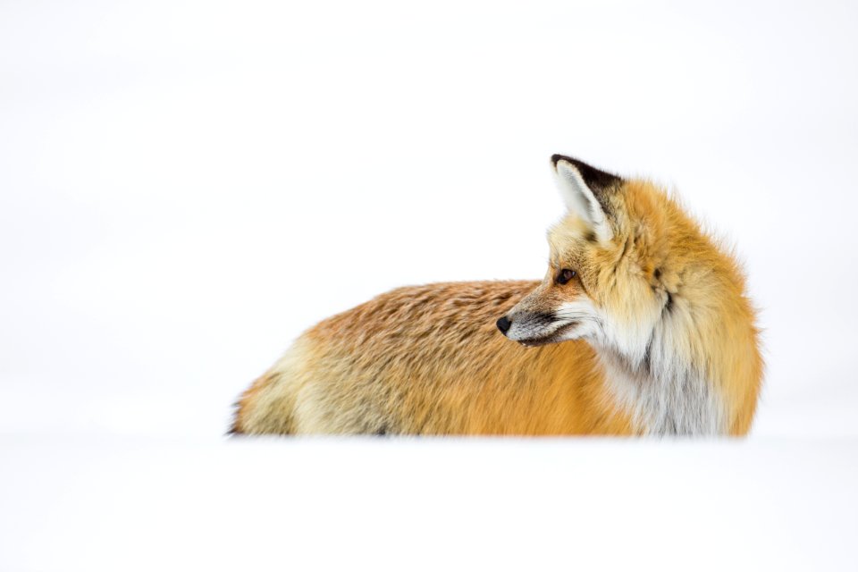 Red fox hunting near Mud Volcano photo