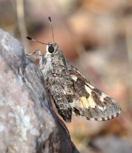 GIANT-SKIPPER, POLING'S (Agathymus polingi) (10-14-2019) sonoita creek state natural area, santa cruz co, az -07