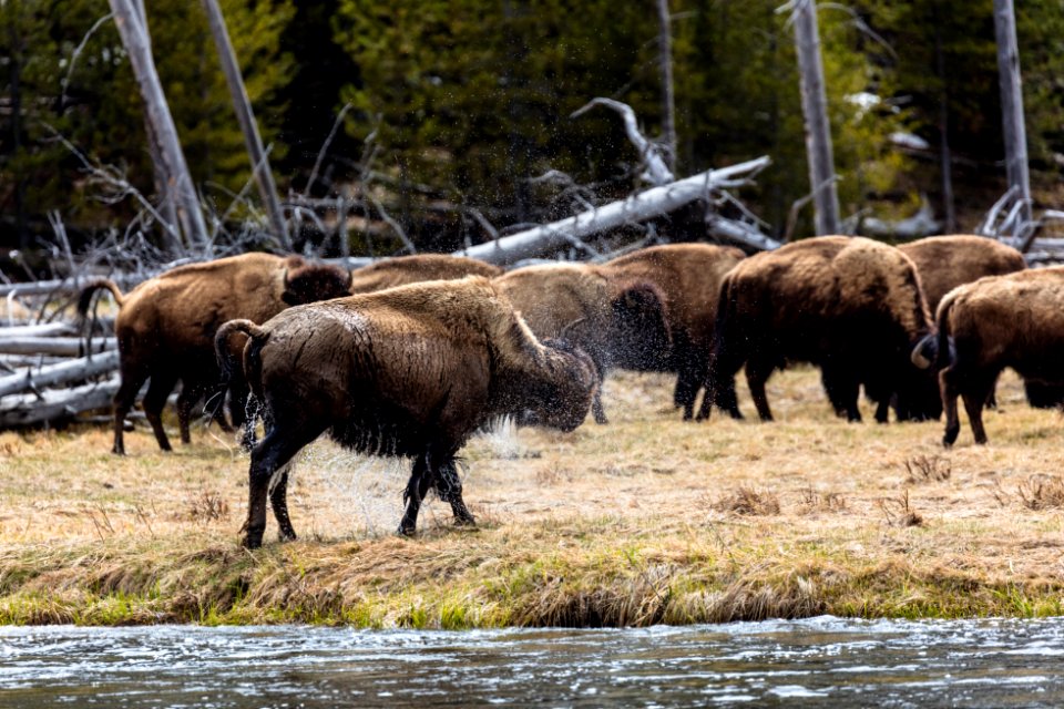 Bison shakes off water after crossing the Madison River