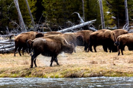 Bison shakes off water after crossing the Madison River
