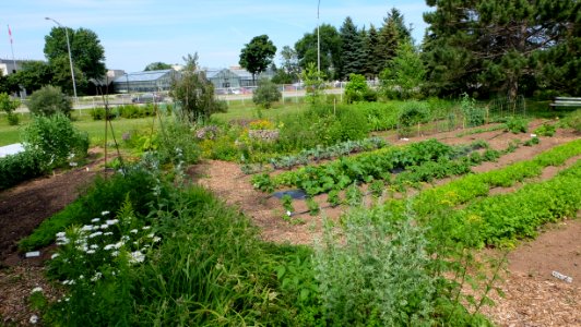 fleurs et légumes
