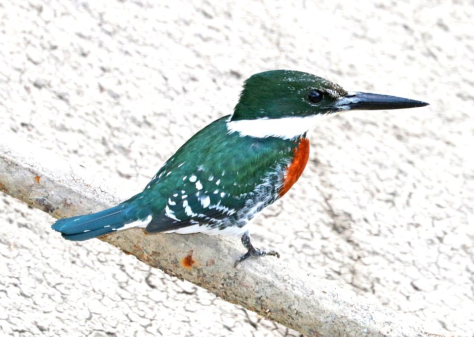 520 - GREEN KINGFISHER (11-11-2016) santa ana r w r, hidalgo co, tx -02