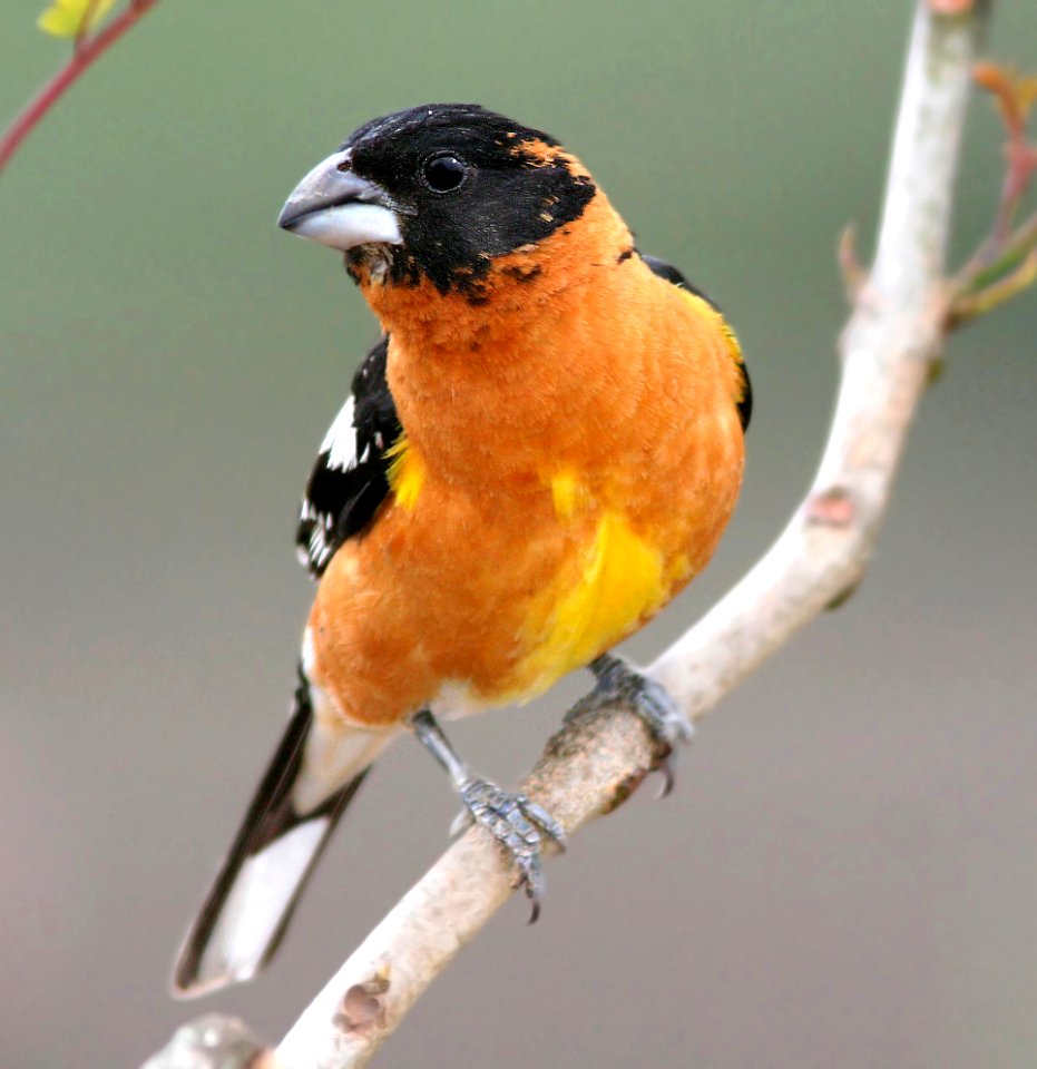 920 - BLACK-HEADED GROSBEAK (5-25-08) juv male , canet rd, slo co, ca (2)