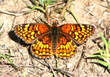 CHECKERSPOT, GABB'S (chlosyne gabbii) (4-5-08) male, canet rd, morro bay, slo co, ca (1)