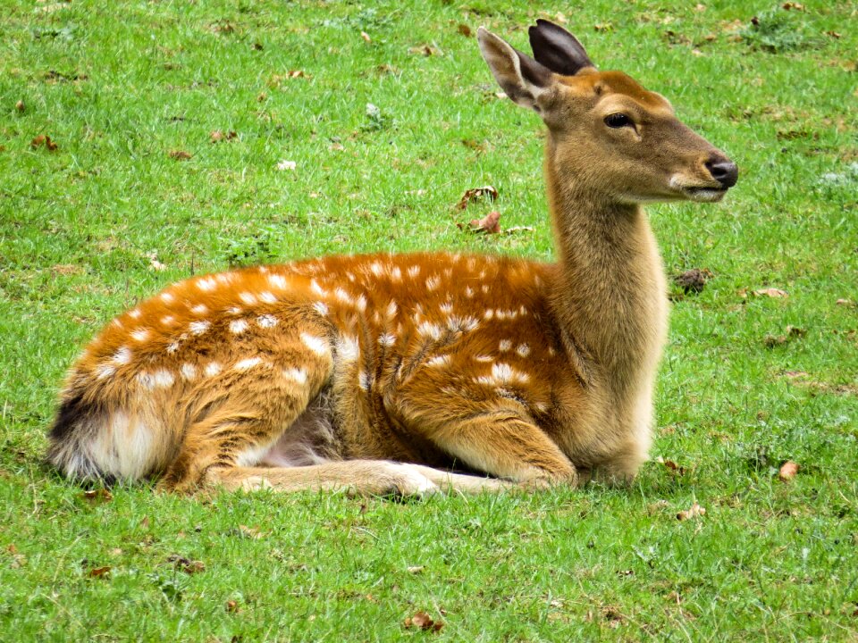 Fallow deer scheu meadow