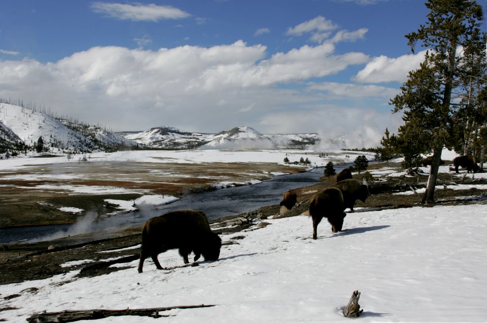 Bison grazing along Firehole River