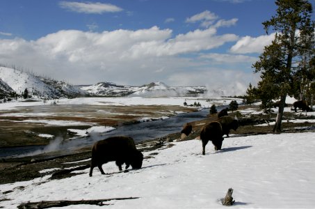 Bison grazing along Firehole River photo