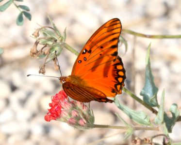 FRITILLARY, GULF (Agraulis vanillae) (10-23-2016) edwards co, texas