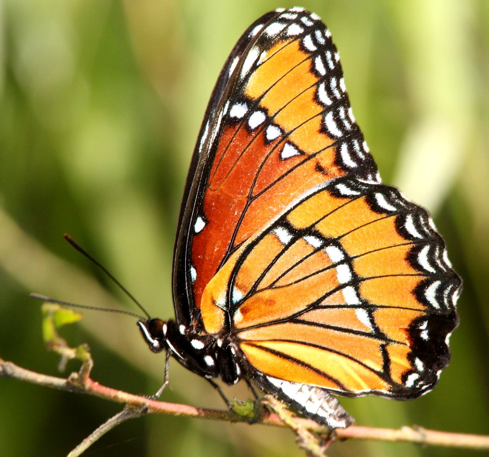 VICEROY (Limenitis archippus) (9-16-13) patagonia lake scc, az -03