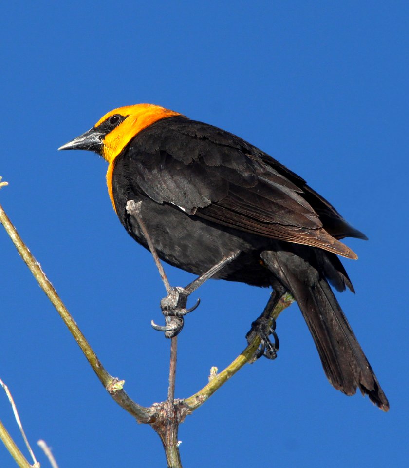 934 - YELLOW-HEADED BLACKBIRD (4-6-11) patagonia lake state park, scc, az  (1)
