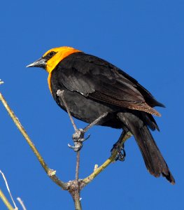 934 - YELLOW-HEADED BLACKBIRD (4-6-11) patagonia lake state park, scc, az  (1)