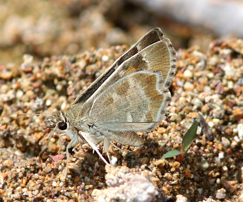 POWDERED-SKIPPER, ARIZONA (Systasea zampa) (9-24-12) ca gulch, pajarito mts, scc, az -03