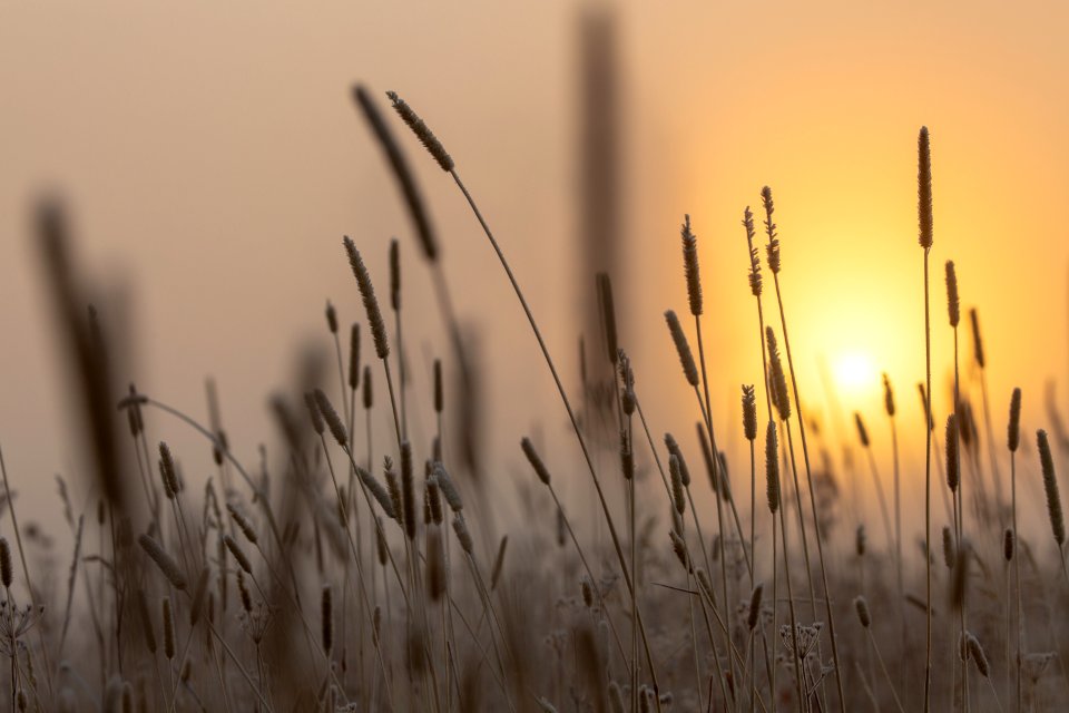 Backlit grasses at sunrise