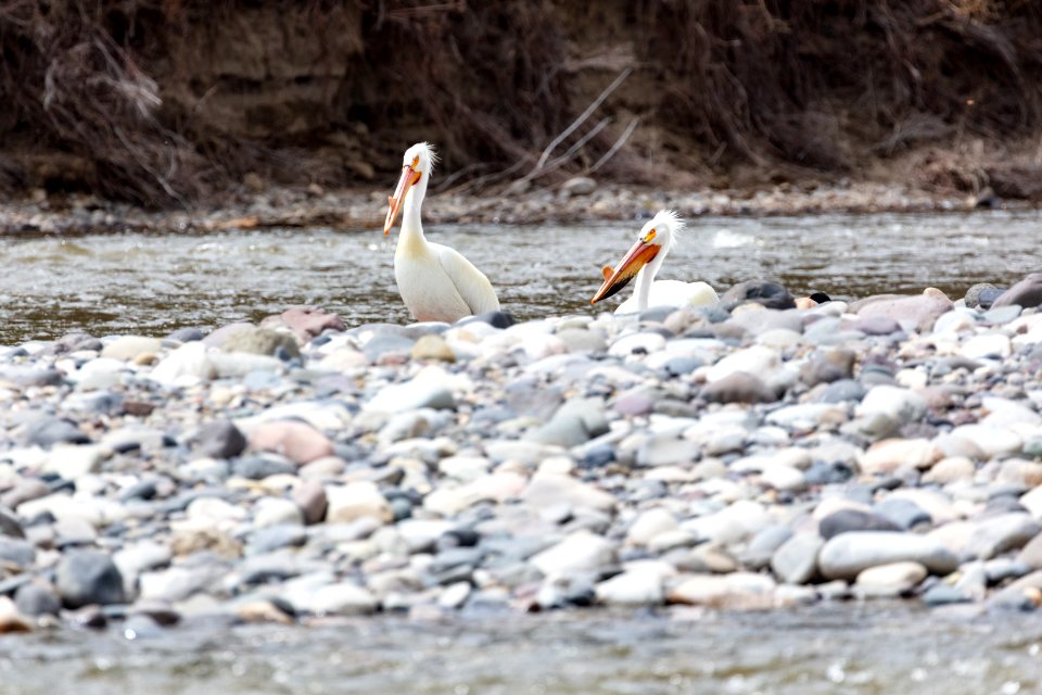 Two American white pelicans resting along the shore of the Yellowstone River