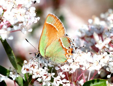 HAIRSTREAK, SIVA JUNIPER (Callophrys gryneus) (4-17-2021) garden canyon, huachuca mts, cochise co, az -02