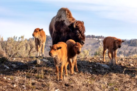 A cow bison and 4 red dogs in Lamar Valley photo