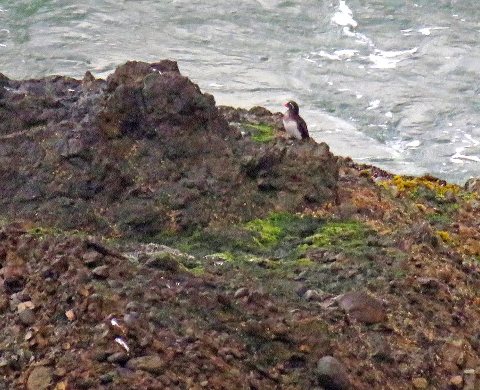 414 - PARAKEET AUKLET (8-3-2017) land's end, san francisco, ca (7)