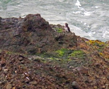 414 - PARAKEET AUKLET (8-3-2017) land's end, san francisco, ca (7)