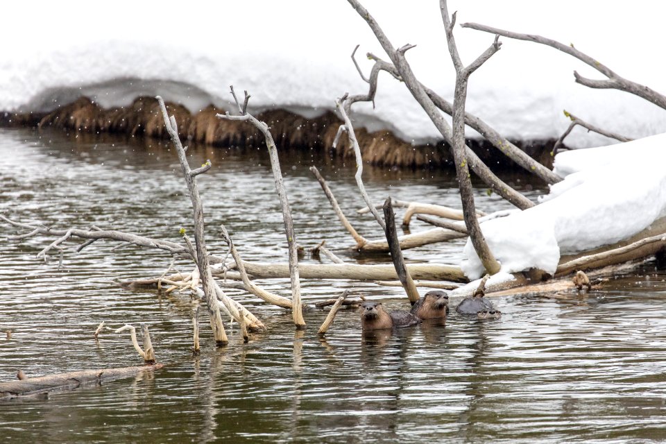 River otter family on the Gibbon River (4)