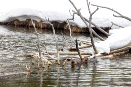 River otter family on the Gibbon River (4)