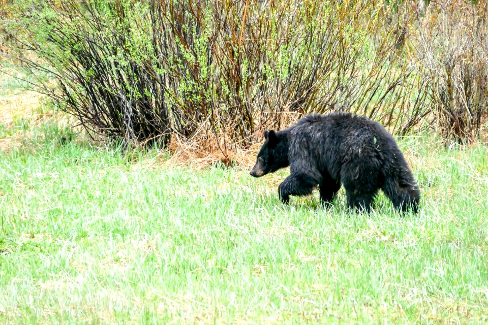 Black bear at Phantom Lake