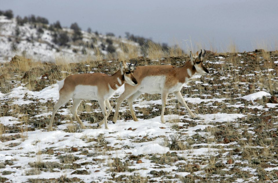 Pronghorn
