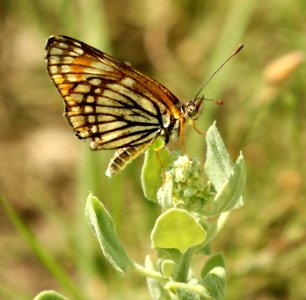 CHECKERSPOT, FULVIA (Chlosyne fulvia) (8-14-2019) 7500 ft, 4 m se of springerville, apache co, az -06