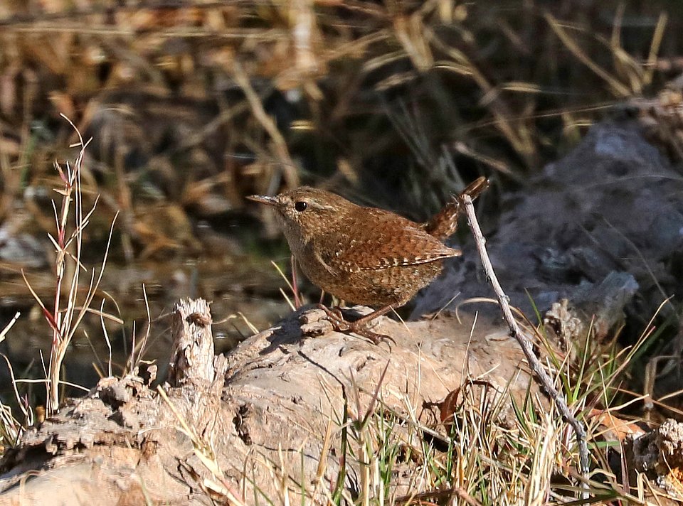 694 - WINTER WREN (3-4-2017) patagonia lake, santa cruz co, az -06