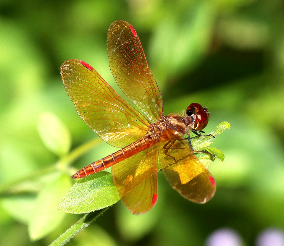 AMBERWING, SLOUGH (Perithemis domitia) (10-29-2020) hugh ramsey nature center, harlengen, cameron co, tx -02