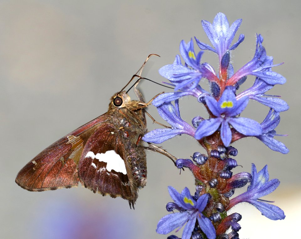 SKIPPER, SILVER-SPOTTED (Epargyreus clarus) (6-10-2017) cape fear botanical garden, cumberland co, nc -02