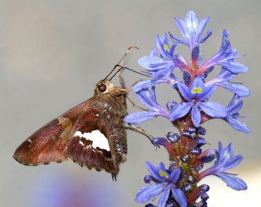SKIPPER, SILVER-SPOTTED (Epargyreus clarus) (6-10-2017) cape fear botanical garden, cumberland co, nc -02