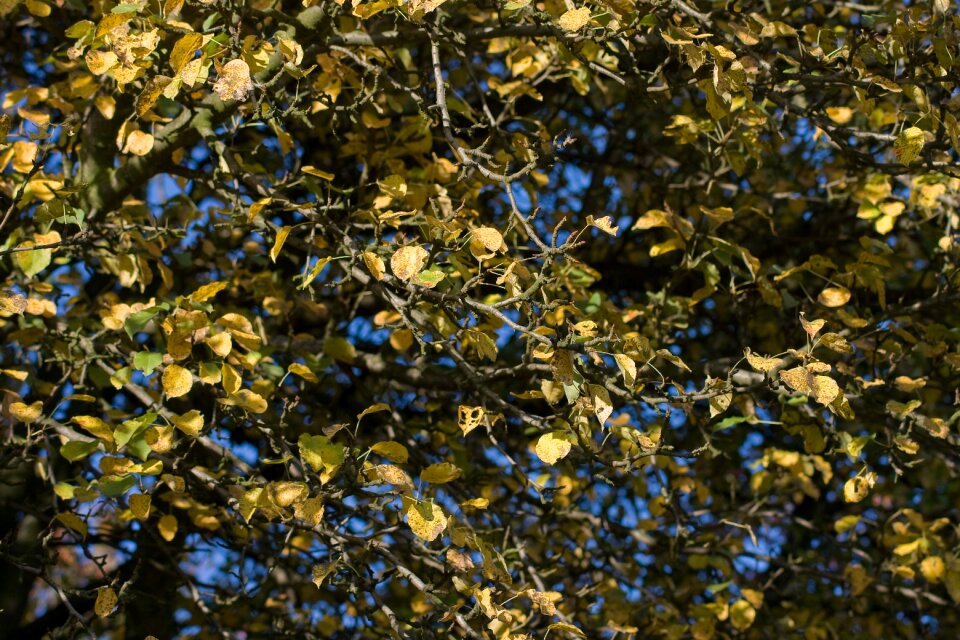 Autumn leaves season plant