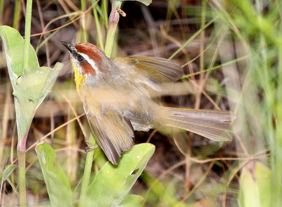 845 - RUFOUS-CAPPED WARBLER (8-25-2015) pena blanca cyn, santa cruz co, az -03