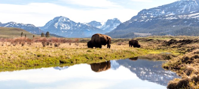Bull bison graze along an ephemeral pool in Lamar Valley panorama photo