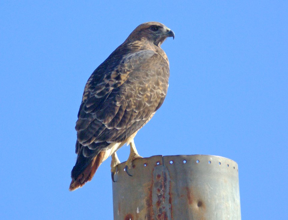 HAWK, RED-TAILED (11-7-08) carrizo plain, slo co, ca