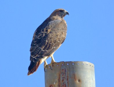 HAWK, RED-TAILED (11-7-08) carrizo plain, slo co, ca