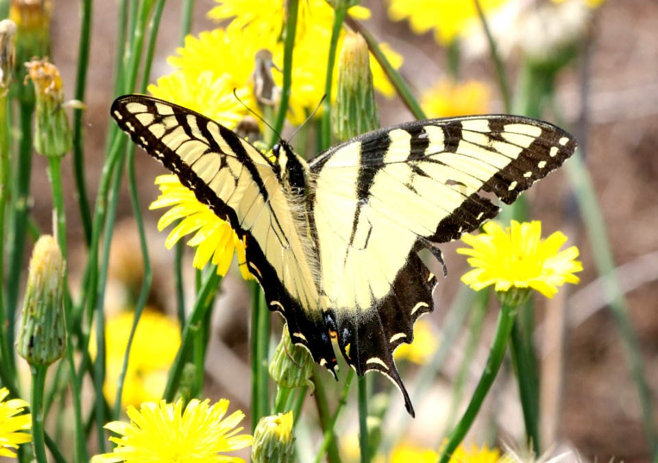 SWALLOWTAIL, EASTERN TIGER (Paplio glaucus) (6-4-2017) railroad ditch road, great dismal swamp nwr, virginia-01
