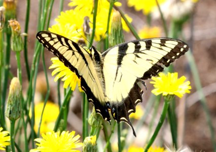 SWALLOWTAIL, EASTERN TIGER (Paplio glaucus) (6-4-2017) railroad ditch road, great dismal swamp nwr, virginia-01