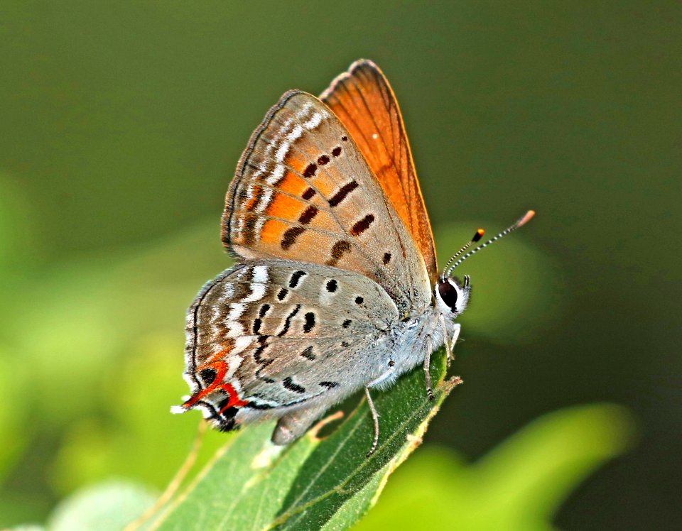 COPPER, TAILED (Lycaena arota) (7-3-2017) devil's canyon, san juan co, ut -02