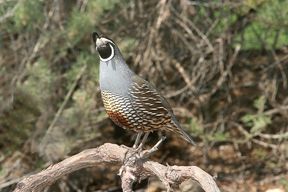 QUAIL, CALIFORNIA (3-24-09) canet rd