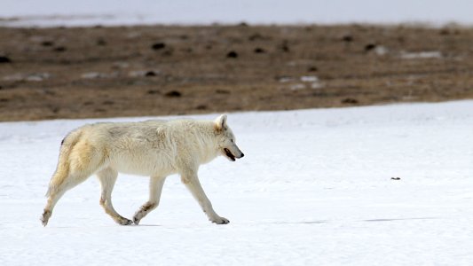 Alpha female of the Canyon pack in the Lower Geyser Basin