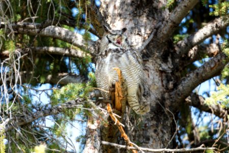 Great horned owl male yawning in a tree