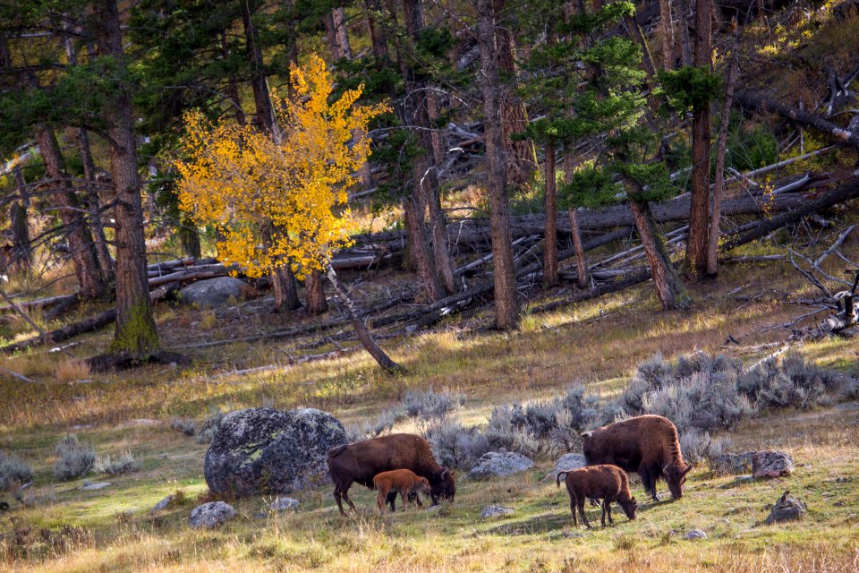 Bison