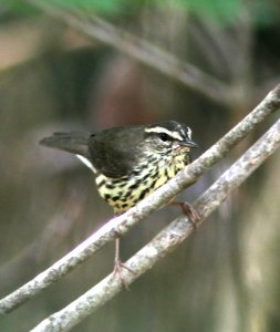 799 - NORTHERN WATERTHRUSH (2-10-13) suarloaf key, monroe co, fl