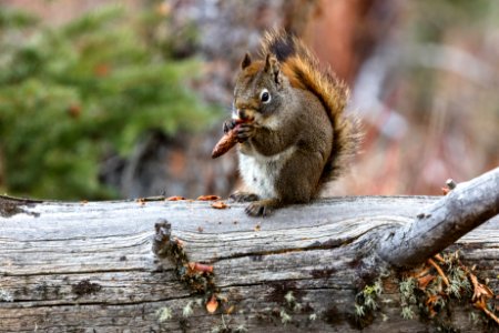 Red squirrel eating cones
