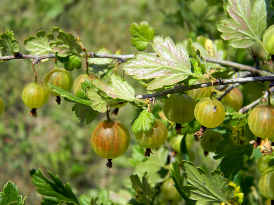Bush plant summer