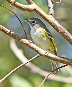 626 - BLUE-HEADED VIREO (2-5-10) quinta mazatlan, mcallen, tx