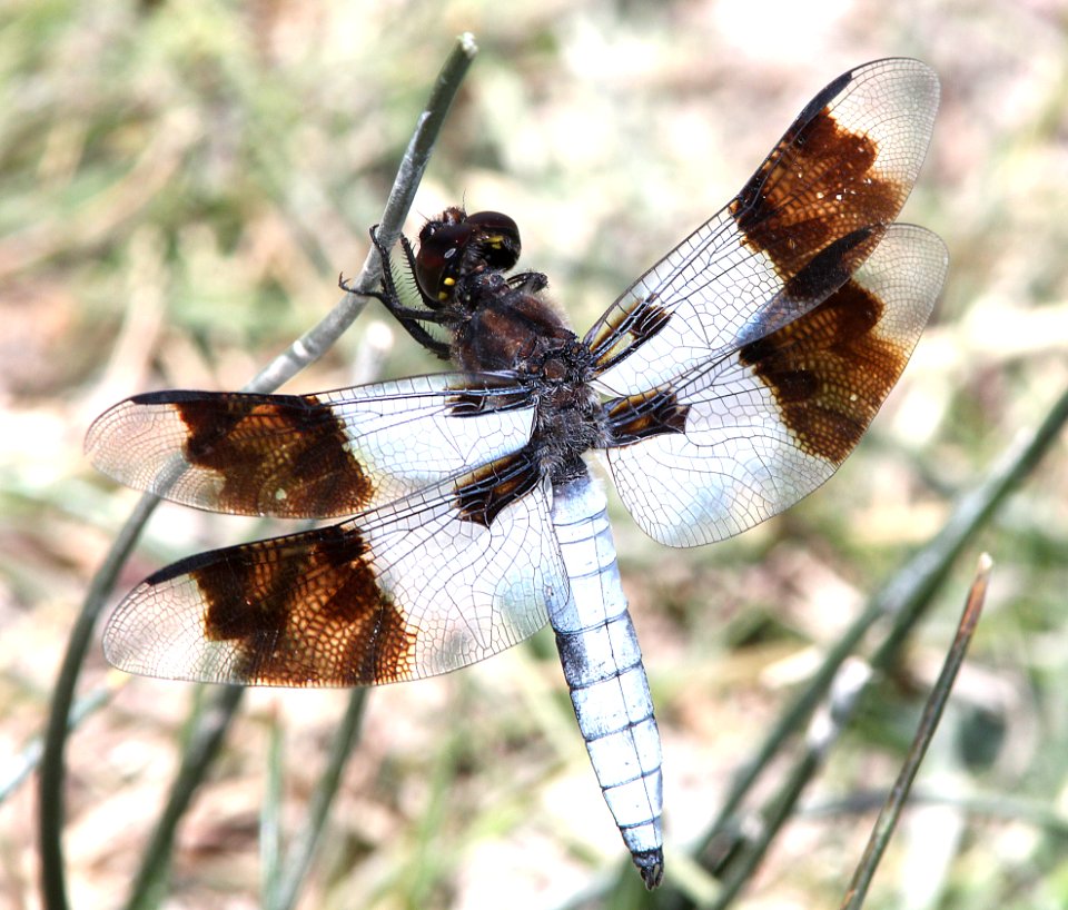 DESERT WHITETAIL (Libellula subornata) (6-5-13) nye co, nevada -03