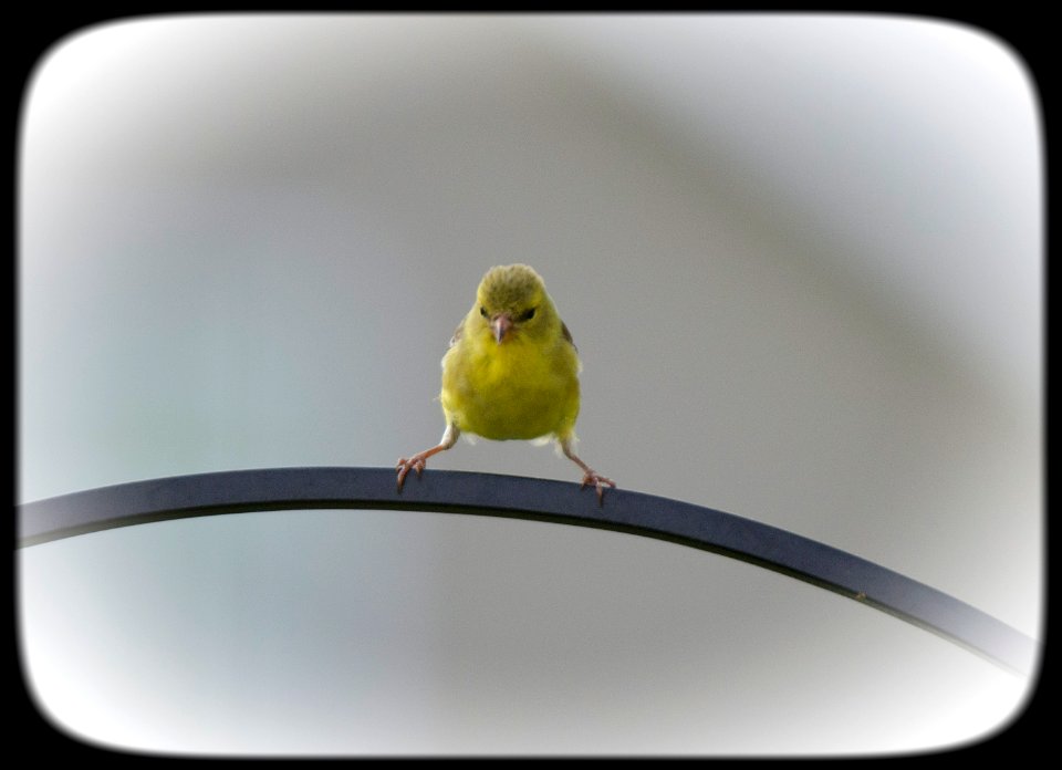 American Goldfinch