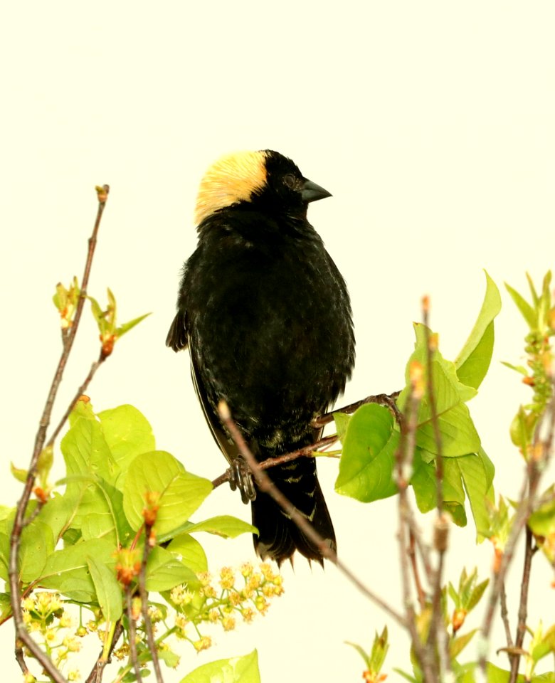 928 - BOBOLINK (6-3-2018) muniscong wildlife area, chippewa co, mi -01